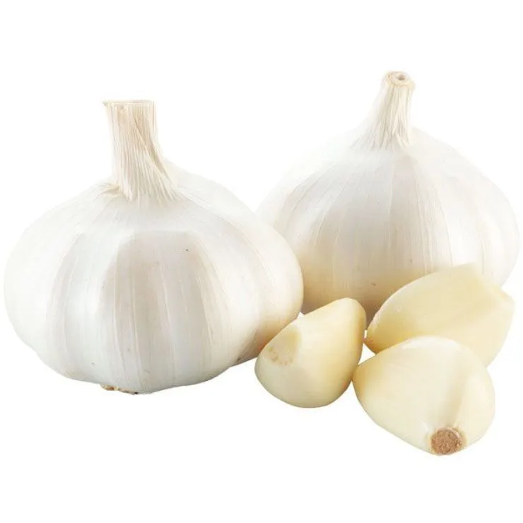 Garlic